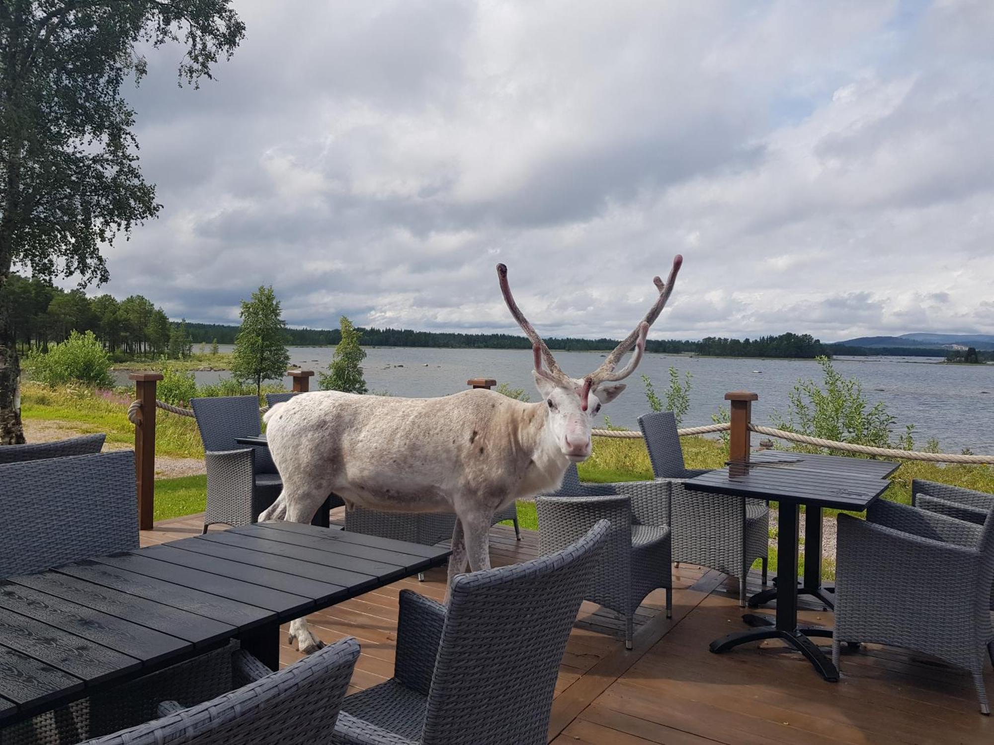 Hotel Kraja à Arjeplog Extérieur photo